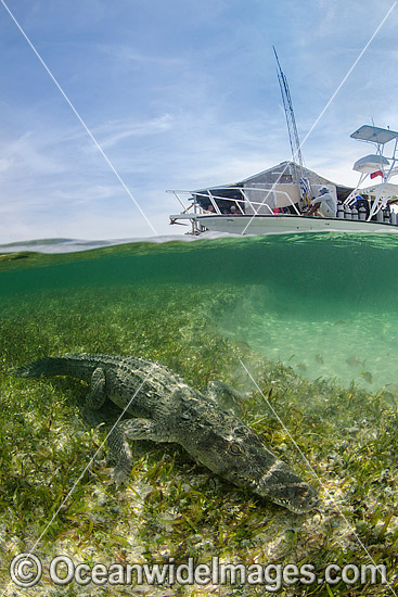 American Crocodile (Crocodilus acutus). Photo taken at Banco Chinchorro Atoll, Quintana Roo, Southeastern Mexico. Caribbean Sea. Photo - Andy Murch American Crocodile (Crocodilus acutus). Photo taken at Banco Chinchorro Atoll, Quintana Roo, Southeastern Mexico. Caribbean Sea. Photo - Andy Murch