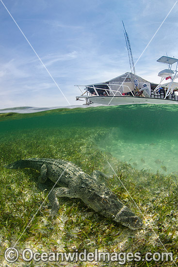 American Crocodile photo