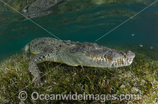 American Crocodile (Crocodilus acutus). Photo taken at Banco Chinchorro Atoll, Quintana Roo, Southeastern Mexico. Caribbean Sea. Photo - Andy Murch American Crocodile (Crocodilus acutus). Photo taken at Banco Chinchorro Atoll, Quintana Roo, Southeastern Mexico. Caribbean Sea. Photo - Andy Murch