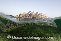 American Crocodile tail Photo - Andy Murch