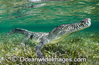 American Crocodile Photo - Andy Murch