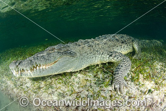American Crocodile (Crocodilus acutus). Photo taken at Banco Chinchorro Atoll, Quintana Roo, Southeastern Mexico. Caribbean Sea. Photo - Andy Murch
