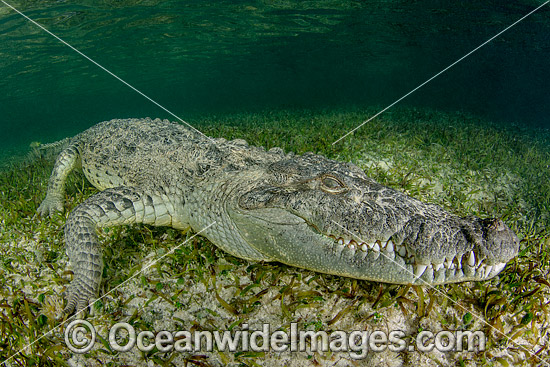 American Crocodile (Crocodilus acutus). Photo taken at Banco Chinchorro Atoll, Quintana Roo, Southeastern Mexico. Caribbean Sea. Photo - Andy Murch American Crocodile (Crocodilus acutus). Photo taken at Banco Chinchorro Atoll, Quintana Roo, Southeastern Mexico. Caribbean Sea. Photo - Andy Murch