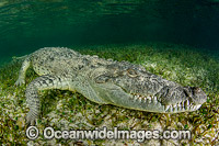 American Crocodile Photo - Andy Murch