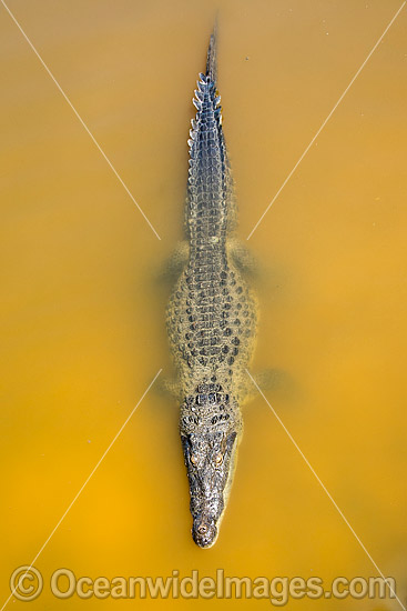 American Crocodile (Crocodilus acutus). Photo taken in the lagoon on Cayo Central, Banco Chinchorro Atoll, Quintana Roo, Southeastern Mexico. Caribbean Sea. Photo - Andy Murch