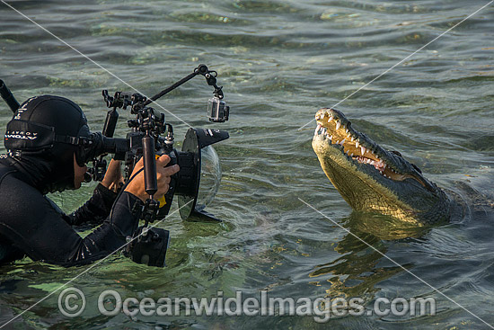 Diver photographing an American Crocodile (Crocodilus acutus). Photo taken at Banco Chinchorro Atoll, Quintana Roo, Southeastern Mexico. Caribbean Sea. Photo - Andy Murch