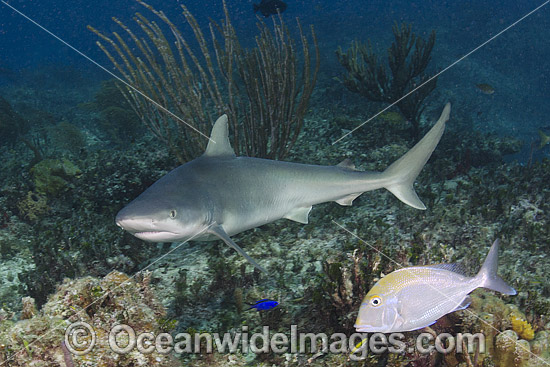 Blacknose Shark (Carcharhinus acronotus). Common in the tropical and subtropical waters of the western Atlantic Ocean. Photo taken at Triangle Rocks, South Bimini Island, Caribbean Sea. Photo - Andy Murch Blacknose Shark (Carcharhinus acronotus). Common in the tropical and subtropical waters of the western Atlantic Ocean. Photo taken at Triangle Rocks, South Bimini Island, Caribbean Sea. Photo - Andy Murch