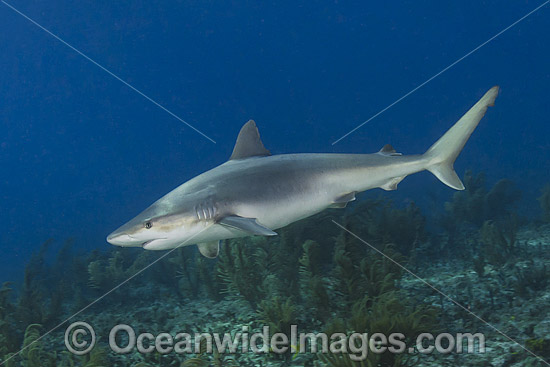 Blacknose Shark (Carcharhinus acronotus). Common in the tropical and subtropical waters of the western Atlantic Ocean. Photo taken at Triangle Rocks, South Bimini Island, Caribbean Sea. Photo - Andy Murch Blacknose Shark (Carcharhinus acronotus). Common in the tropical and subtropical waters of the western Atlantic Ocean. Photo taken at Triangle Rocks, South Bimini Island, Caribbean Sea. Photo - Andy Murch