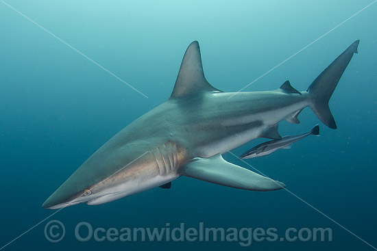 Blacktip Shark (Carcharhinus limbatus). Also known as Black Whaler. Found in coastal tropical and sub-tropical waters around the world, including brackish habitats. Photo taken at Aliwal Shoal, Umkomaas, South Africa, Indian Ocean. Photo - Andy Murch