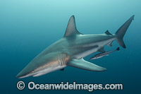 Blacktip Shark Carcharhinus limbatus Photo - Andy Murch