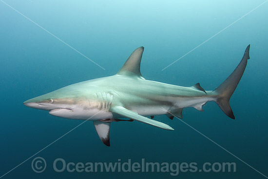 Blacktip Shark South Africa photo