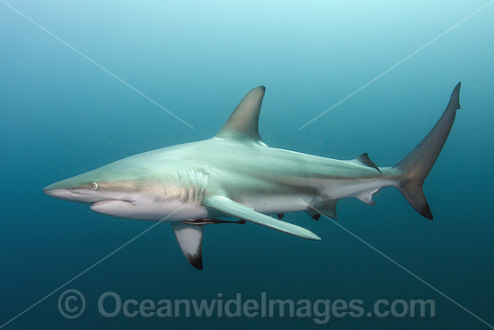 Blacktip Shark South Africa photo Blacktip Shark South Africa photo