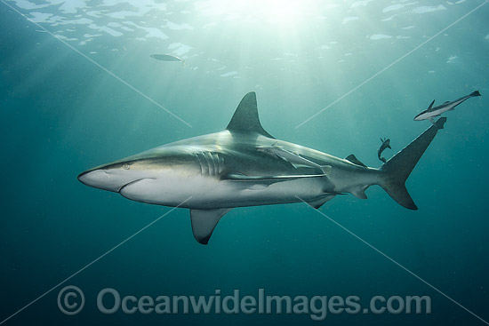 Blacktip Shark photo