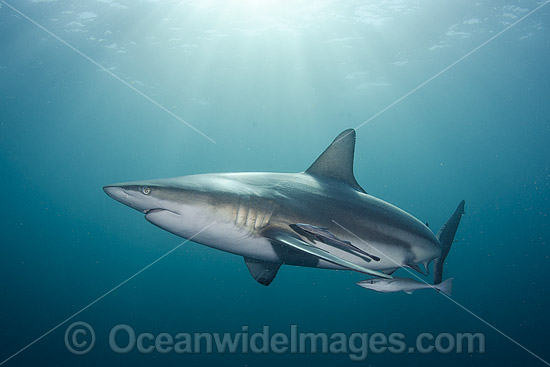 Blacktip Shark Carcharhinus limbatus photo Blacktip Shark Carcharhinus limbatus photo