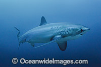 Thresher Shark Alopias pelagicus Photo - Andy Murch