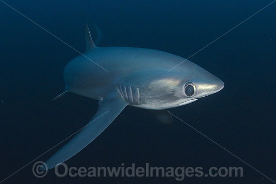 Thresher Shark photo
