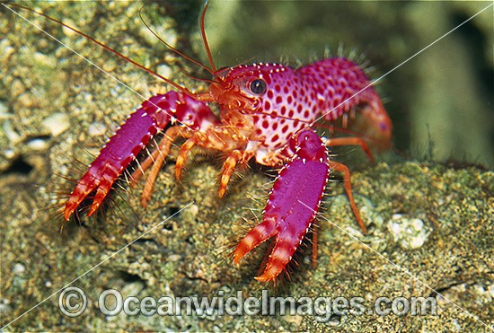 Violet-spotted Tropical Reef Lobster photo