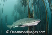 Broadnose Sevengill Shark Photo - Andy Murch