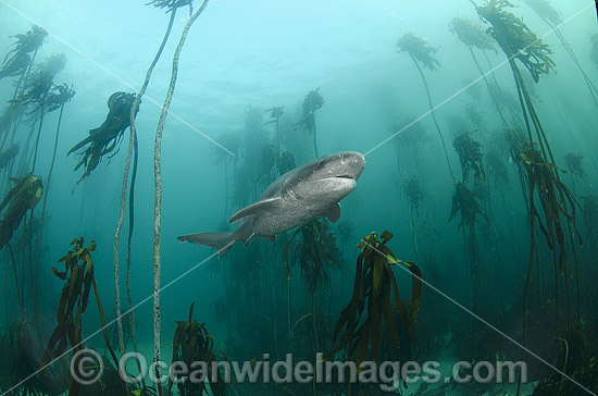 Broadnose Sevengill Shark Notorynchus cepedianus photo