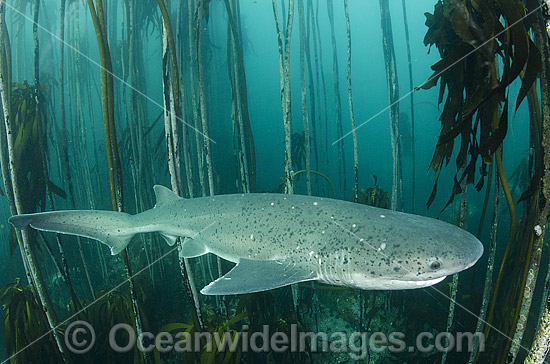 Broadnose Sevengill Shark photo