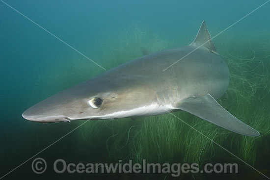 School Shark Galeorhinus galeu photo