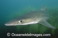 School Shark Galeorhinus galeu Photo - Andy Murch