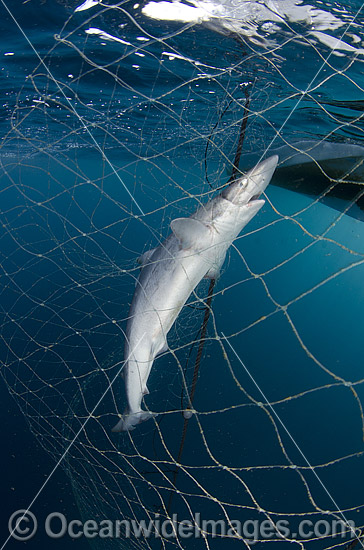 School Shark Galeorhinus galeu photo School Shark Galeorhinus galeu photo