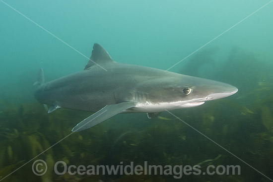 Tope Shark Galeorhinus galeu photo