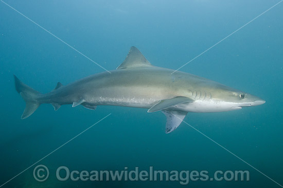 School Shark photo