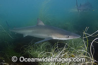 Soupfin Shark Galeorhinus galeu Photo - Andy Murch
