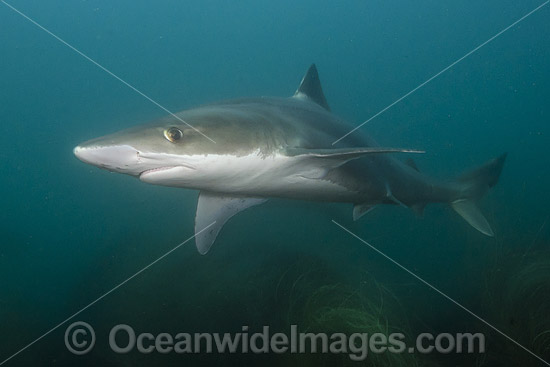 Snapper Shark Galeorhinus galeu photo Snapper Shark Galeorhinus galeu photo