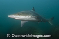 Snapper Shark Galeorhinus galeu Photo - Andy Murch