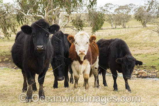 Cattle Ebor photo