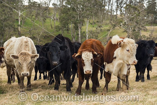 Cattle in a field Ebor photo