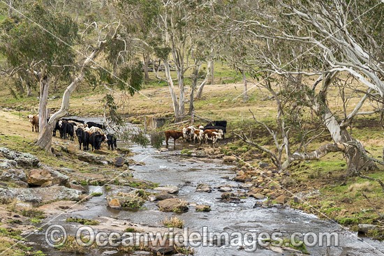 Cattle in a creek at Ebor photo