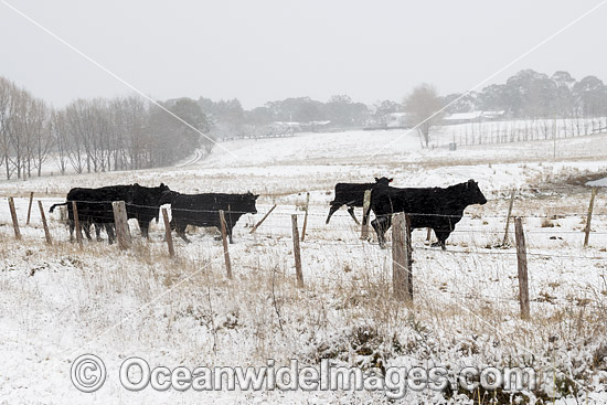 Cattle in a field cloaked in snow. Guyra, New England Tableland, New South Wales, Australia. Photo - Gary Bell
