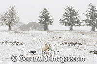 Funny metal sheep riding bike Photo - Gary Bell