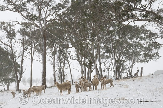 Sheep in snow Guyra photo