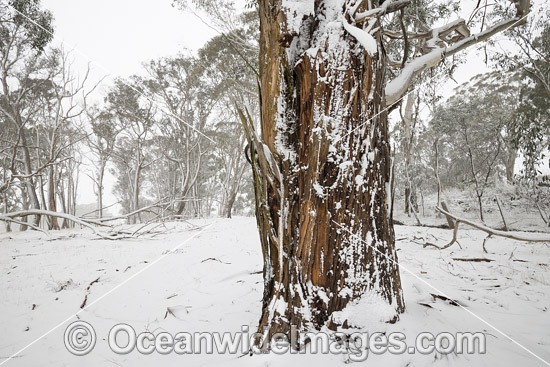 Eucalypt forest covered in snow photo