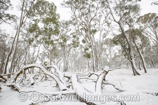 Eucalypt forest covered in snow photo