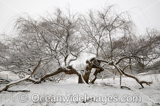 Eucalypt forest covered in snow photo