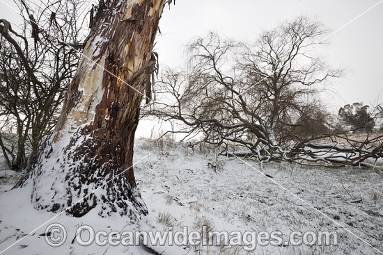 Eucalypt tree covered in snow photo