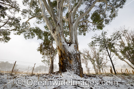 Eucalypt forest covered in snow photo