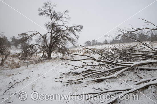 Farm in snow Black Mountain photo