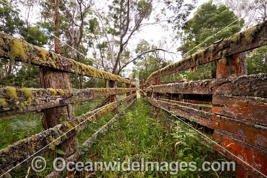 Old timber stockyard fence photo