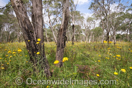 Paper Flowers and Eucalypts photo