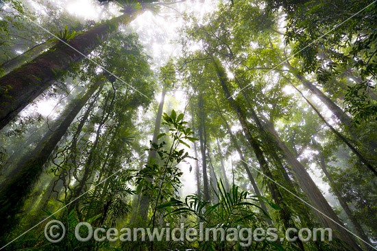 Dorrigo Rainforest in mist photo