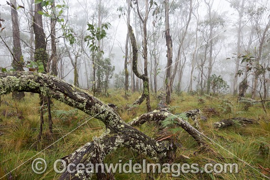 Snow gum forest cloaked in mist, on the Great Escarpment, situated in Gondwana Rainforest, New England National Park, NSW, Australia. This rainforest is inscribed on the World Heritage List in recognition of its outstanding universal value. Photo - Gary Bell