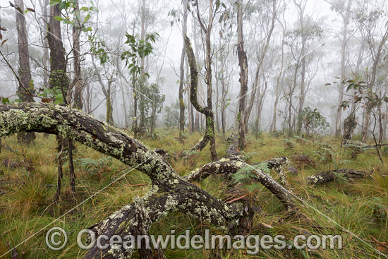 Snow gum forest cloaked in mist, on the Great Escarpment, situated in Gondwana Rainforest, New England National Park, NSW, Australia. This rainforest is inscribed on the World Heritage List in recognition of its outstanding universal value. Photo - Gary Bell Snow gum forest cloaked in mist, on the Great Escarpment, situated in Gondwana Rainforest, New England National Park, NSW, Australia. This rainforest is inscribed on the World Heritage List in recognition of its outstanding universal value. Photo - Gary Bell