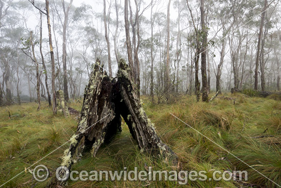 Snow Gum forest in mist photo